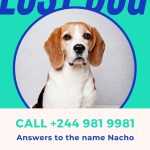 Solicitar Productos Desde El Extranjero Editable Missing Dog Flyer And Intended For Lost Dog Flyer Template